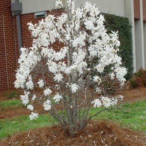 Magnolia stellata (Magnólia hviezdicokvetá) ´WATERLILY´ - kont. C3L, výška 30-50 cm